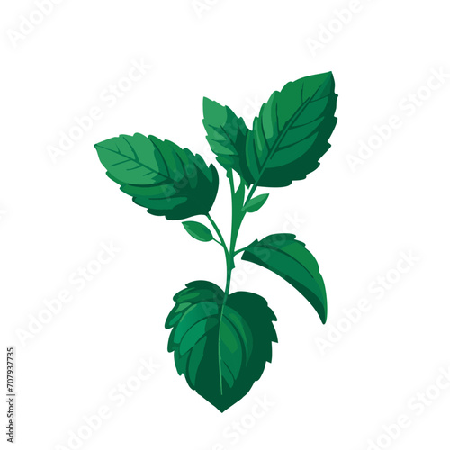 Fresh Mint Leaves Vector Illustration