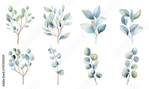 Watercolor green eucalyptus plants set isolated on transparent background photo