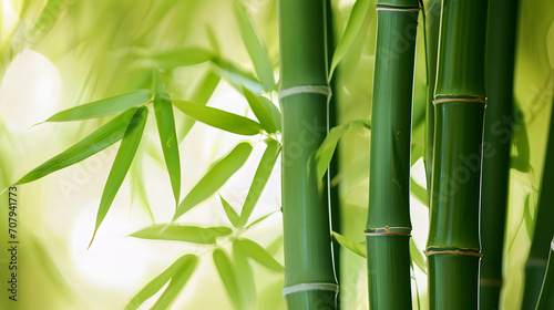 Green Bamboo Stalks Close-up with Sunlight Filtering Through Leaves
