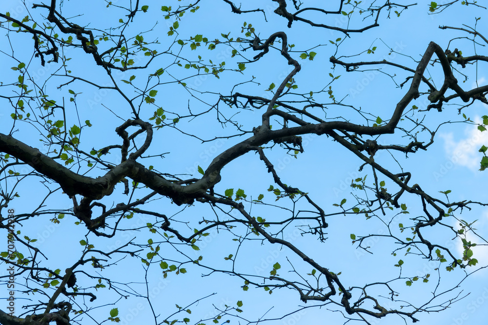 Twisted tree branches with leaves in spring on blue sky background Twisted tree branches with leaves in spring on blue sky background