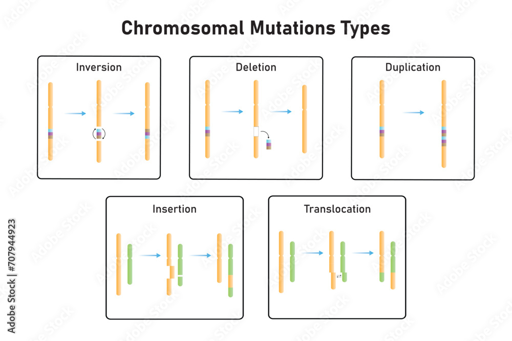 Fotografie Chromosomal Mutations Types Scientific Design