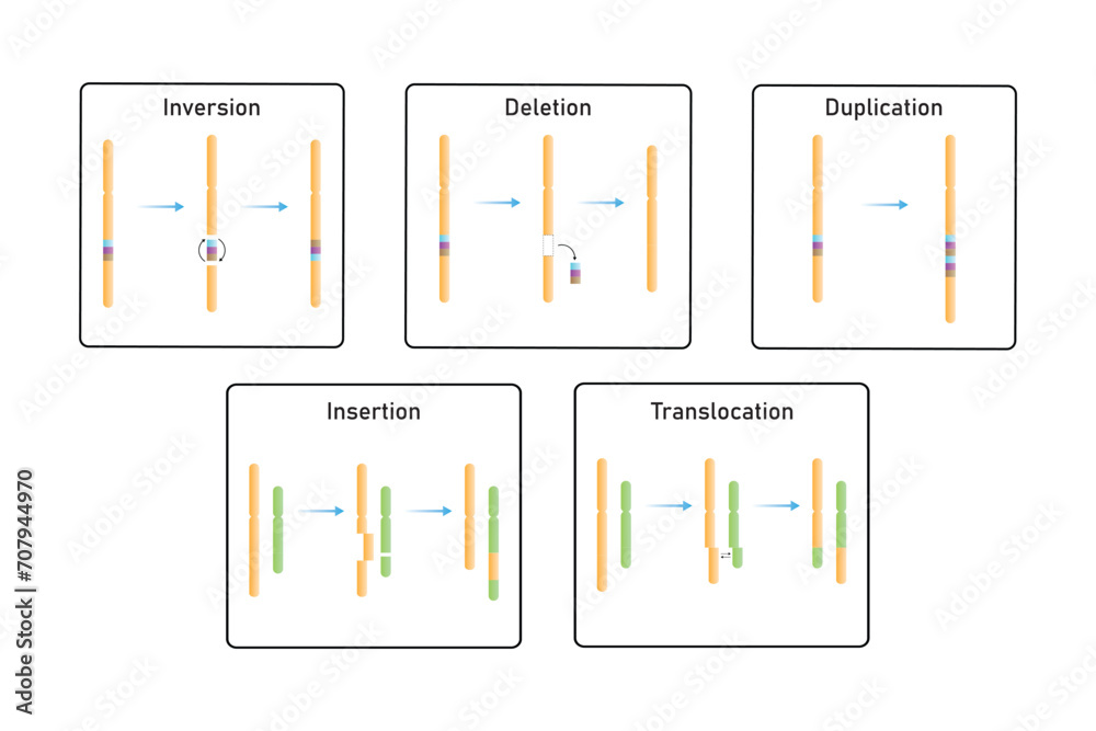 Chromosomal Mutations Types Scientific Design. Vector Illustration ...