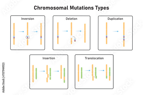 Chromosomal Mutations Types Scientific Design. Vector Illustration. photo