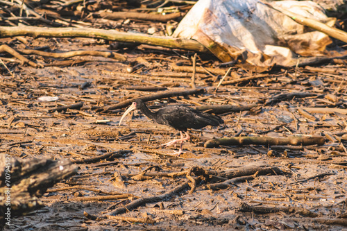 Phimosus infuscatus or bare-faced tapirucu, swamp bird looking for food in the mud on a sunny day photo