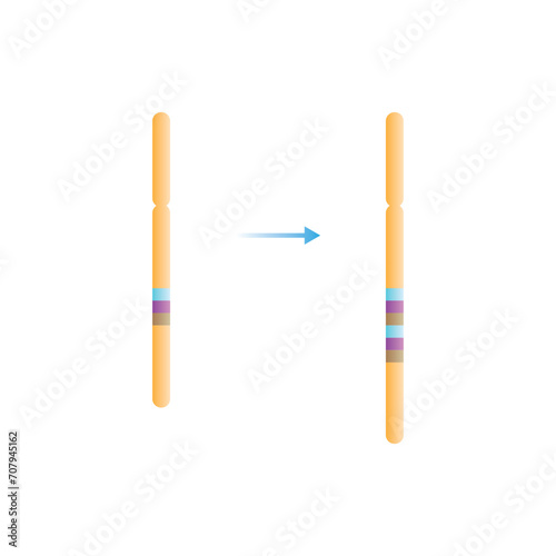 Duplication Chromosomal Mutation Scientific Design. Vector Illustration.