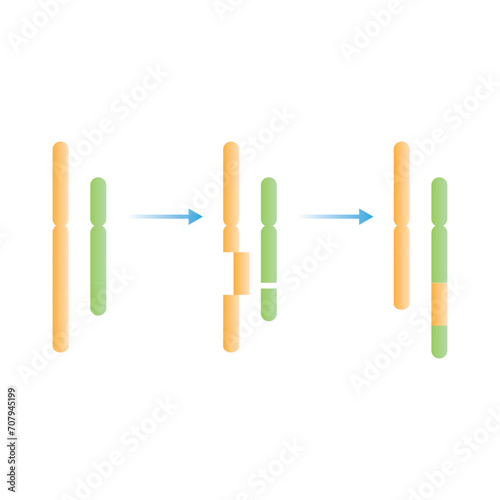 Insertion Chromosomal Mutation Scientific Design. Vector Illustration.