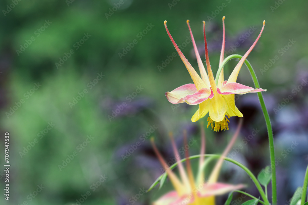 Φωτογραφία Abstract of beautiful Aquilegia caerulea 'McKana Giants Mix' blossoms in the flower garden