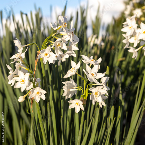 Blooming daffodils on Mount Carmel in December photo