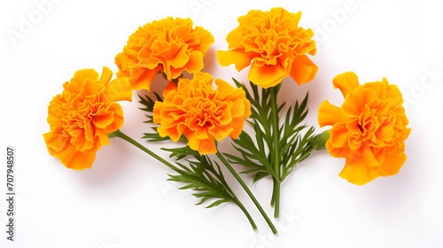 marigold flower isolated on white, Latin name Tagetes