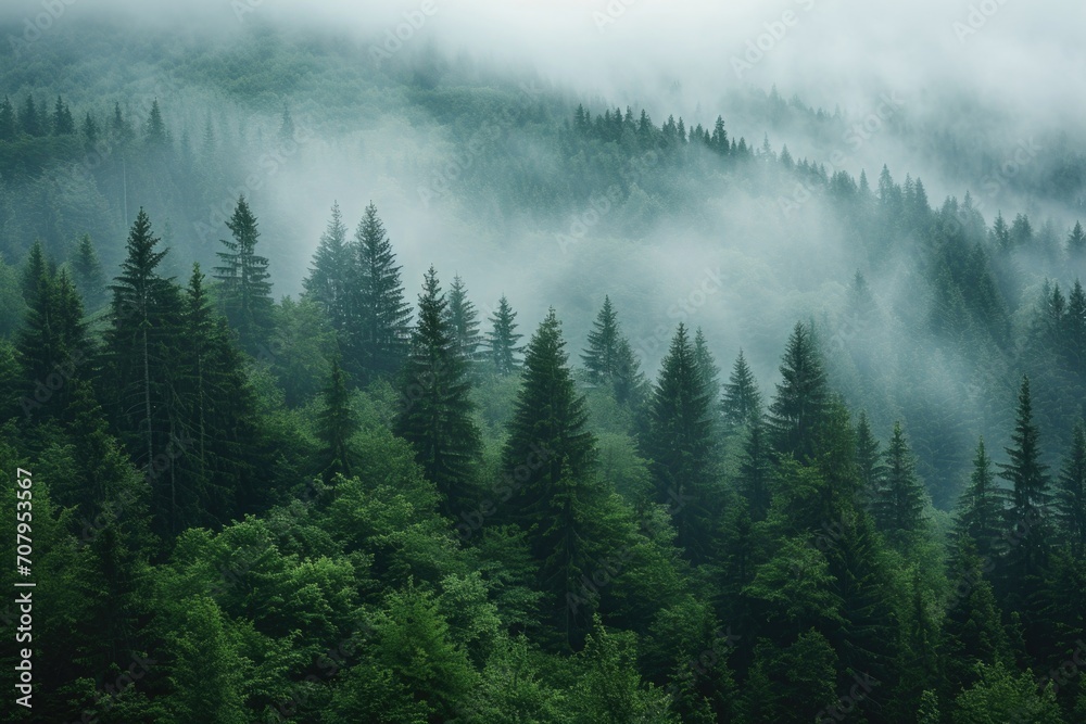 A misty forest with an abundance of tall pine trees. Perfect for nature-themed designs and backgrounds