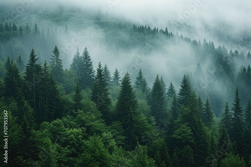 A misty forest with an abundance of tall pine trees. Perfect for nature-themed designs and backgrounds © Fotograf