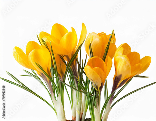 gelbe Krokusblüten isoliert auf weißen Hintergrund, Freisteller
