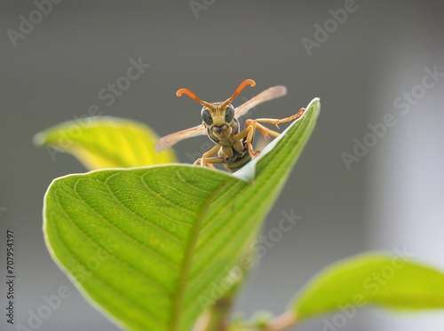 Feldwespe grüßt vom Blatt des Faulbaumes, Insektenportrait photo