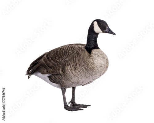 Small Canadian Goose, walking side ways. Head up looking side ways. Isolated cutout on a transparent background.
