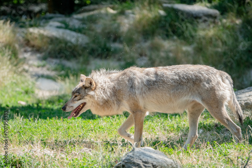 Wolf Mund offen Zunge raus