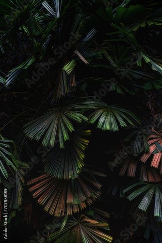 Tropical palms featuring dark green leaves captured in a close-up  showcasing their large foliage.