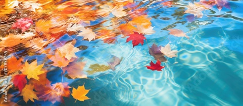 Reflective autumn foliage in water  capturing the beauty of colorful fall leaves amidst a sunny October day.
