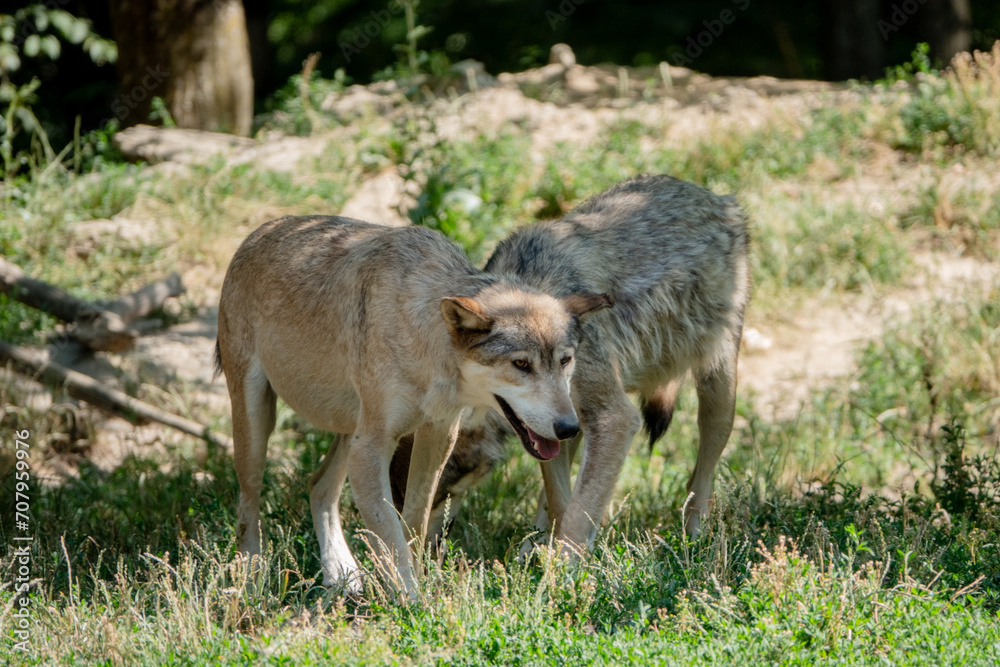 Fototapeta premium Zwei Wülfe