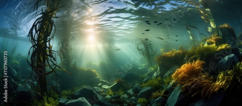 Photo of kelp forest submerged