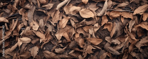 Dry leaves and twigs are scattered around on the ground, large scale, top view, detailed texture. © Daniela