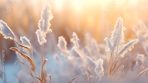 Plant covered with frost, hoarfrost or rime in winter morning, natural background Plant covered with frost, hoarfrost or rime in winter morning, natural background