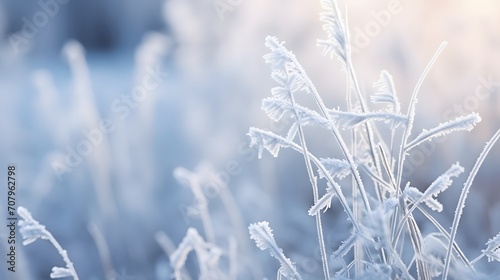 Plant covered with frost, hoarfrost or rime in winter morning, natural background Plant covered with frost, hoarfrost or rime in winter morning, natural background © Ziyan Yang