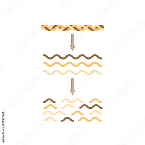 Collagen Digestion, Denaturation, Degradation and hydrolysis. Collagen digestion Gelatin Peptides and Amino acids. Vector Illustration.