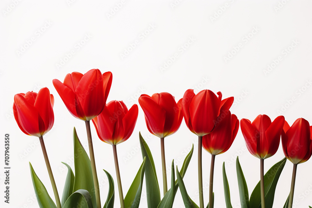 photography of some red tulip flowers on a white background, in the style of playful compositions created with Generative Ai