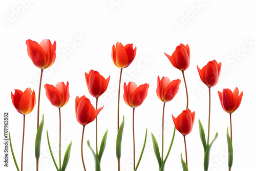 photography of some red tulip flowers on a white background, in the style of playful compositions created with Generative Ai © Andrii Yablonskyi