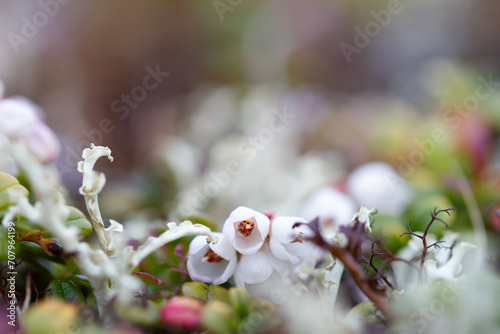 Flower of a lingonberry or cranberry growing on cryptogamic mat in the arctic tundra.. It is a low evergreen shrub with creeping horizontal roots with three (3) to eight (8) inches upright branches photo