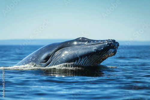 Blue Whale swimming in ocean. Humpback Whale in water © Lazy_Bear