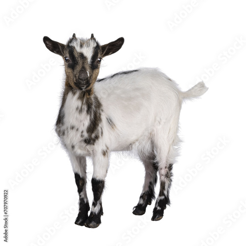 Cute white with brown Pygmy goat, standing side ways facing camera. Looking straight towards camera showing both eyes. Isolated cutout on a transparent background.
