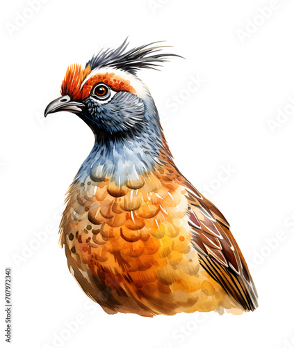 Crested quail bird, watercolor clipart illustration with isolated background. photo