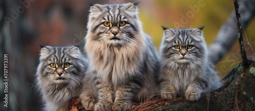 Pictures of Pallas Cats representing Central Asia's wild spirit. photo