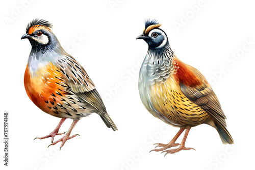 Crested quail bird, watercolor clipart illustration with isolated background. photo