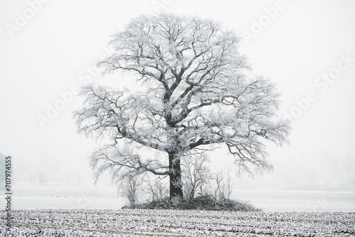 Winterlicher Baum mit Raureif an den Ästen