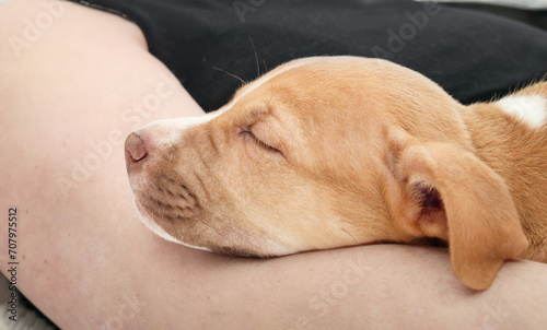 Cute puppy sleeping on pet owners arm. First day of adopted puppy dog feeling safe and secure in woman arm. Puppy sleeping schedule. 2 months old, female Boxer Pitbull mix. Selective focus.