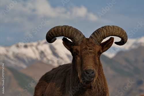 Russia. North-Eastern Caucasus. A young mountain tour with big curved horns on the background of the snow-capped mountains of Dagestan.