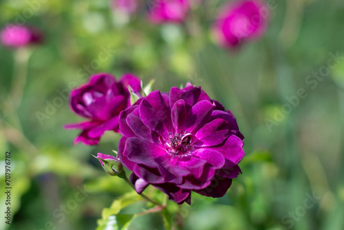 Purple violet mixed color Floribunda Rose Burgundy Ice flowers in the garden, against blurred green leaves, idea for cards, greetings, nature flower background, High quality photo © Ekaterina