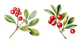 Cranberry, watercolor clipart illustration with isolated background.