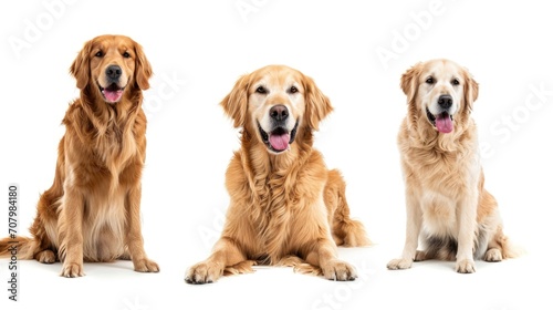 Three golden retrievers sitting next to each other. Suitable for pet-related content and advertising