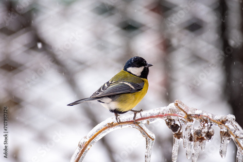 A small bright titmouse sit on icy branches in a city park. Birds in the city. Icing.