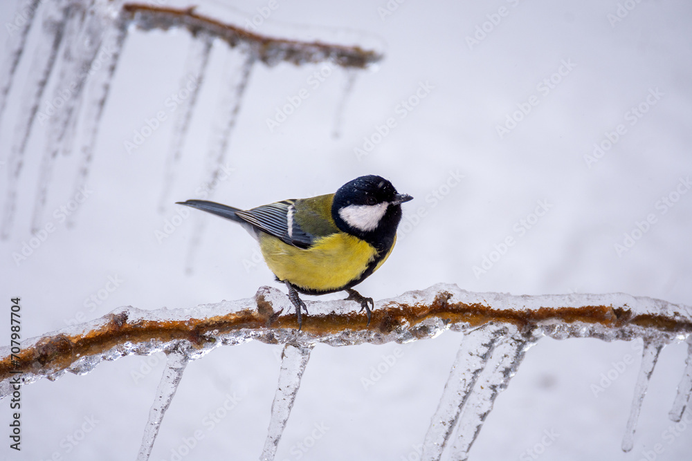 Fototapeta premium A small bright titmouse sit on icy branches in a city park. Birds in the city. Icing.
