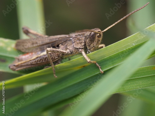 Grasshopper on a blade of grass in the meadow