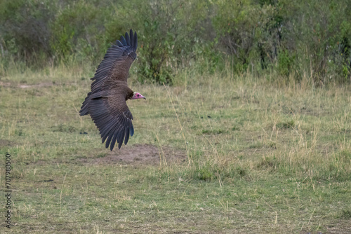 Majestic bird soaring through the sky, displaying its wings in full extension in Kenya's safari