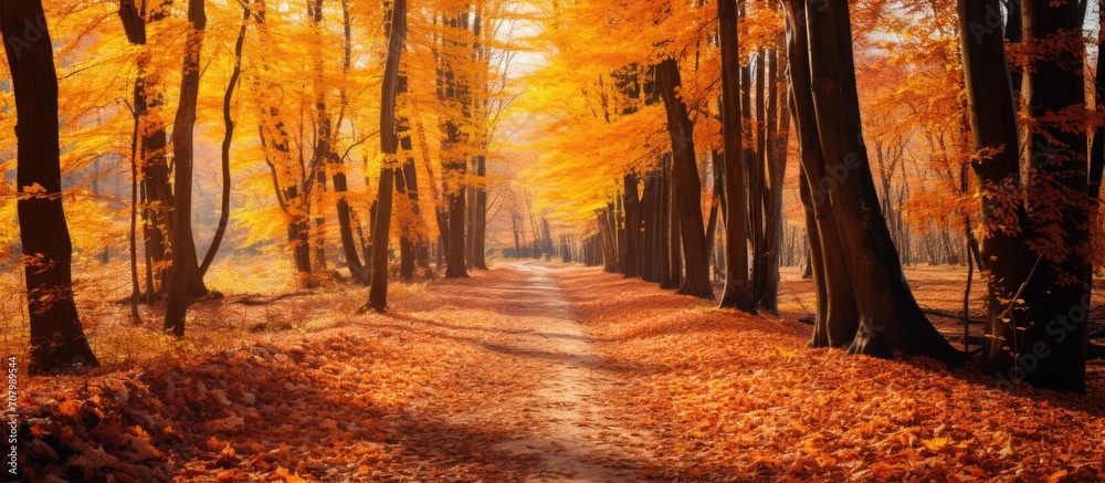 Vibrant autumn forest with colorful leaves.