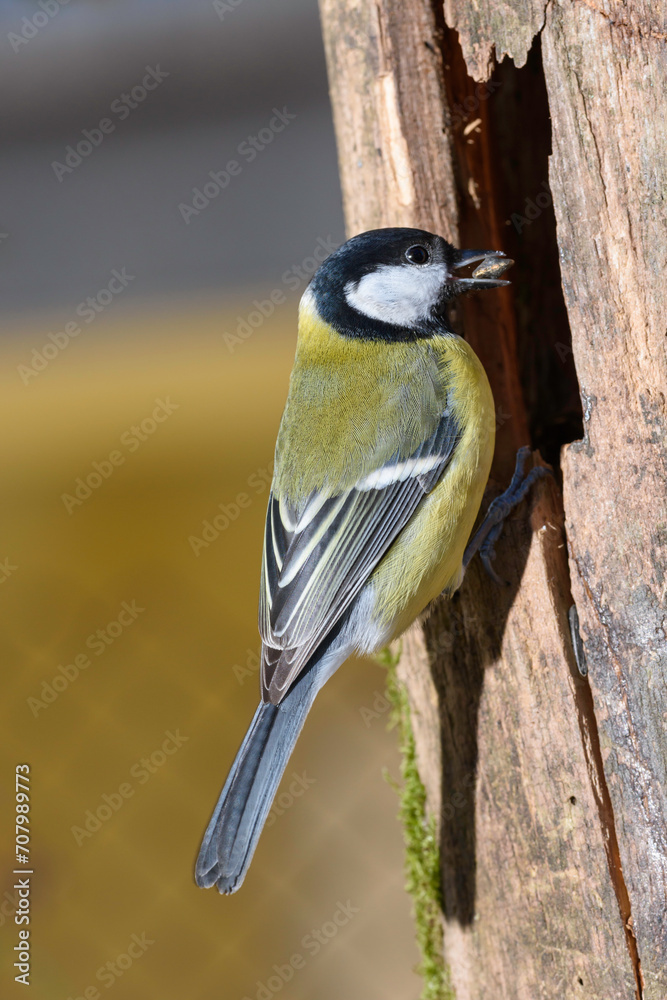 Obraz premium great tit on a branch