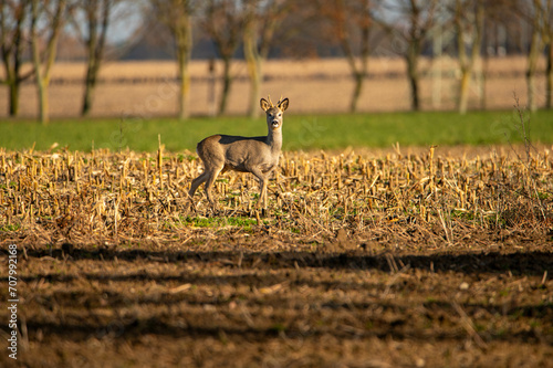 young deer in the autumn field