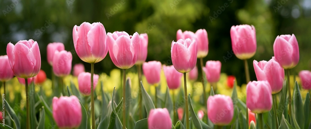 Pink tulips grow and bloom in spring