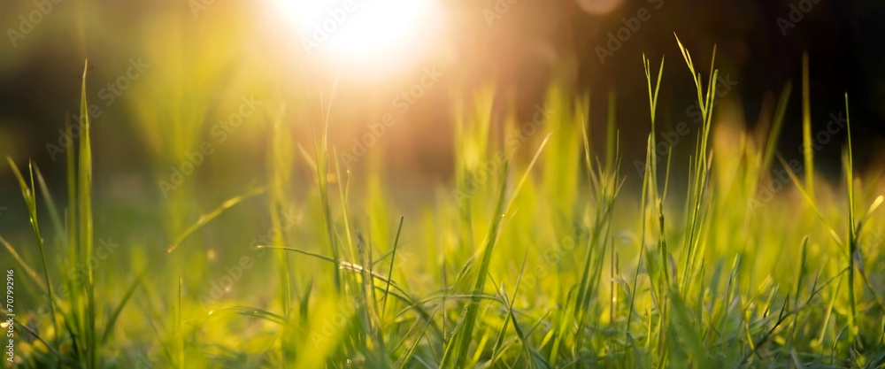 Tranquil fresh grass for growth and water banner background concept mother nature. Copy space for text.